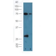 Anti-Factor D antibody