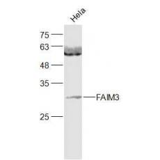 Anti-FAIM3 antibody