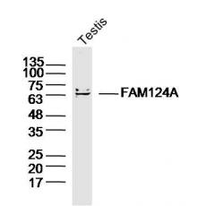 Anti-FAM124A antibody