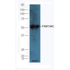 Anti-FAM134C antibody