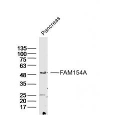 Anti-FAM154A antibody