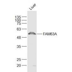 Anti-FAM63A antibody