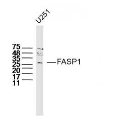 Anti-FASP1 antibody