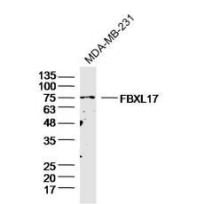 Anti-FBXL17 antibody