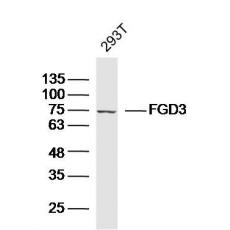 Anti-FGD3 antibody