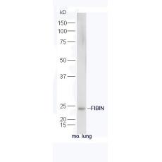 Anti-FIBIN antibody