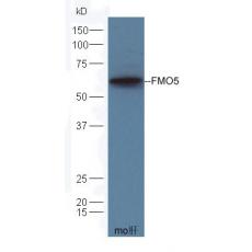 Anti-FMO5 antibody