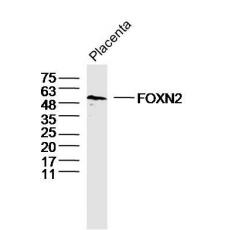 Anti-FOXN2 antibody
