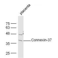 Anti-Connexin-37 antibody