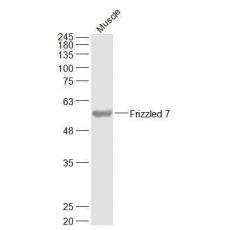 Anti-Frizzled 7 antibody