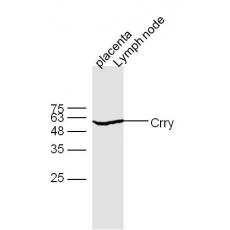 Anti-Crry antibody
