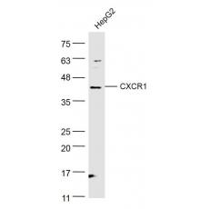 Anti-CXCR1 antibody