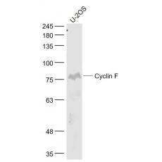 Anti-Cyclin F antibody