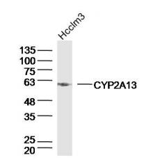 Anti-CYP2A13 antibody