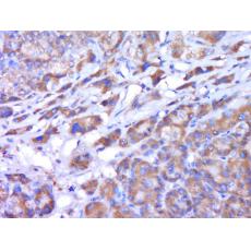 Anti-CYP2C19 antibody