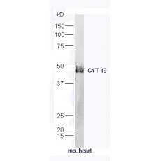 Anti-CYT 19 antibody