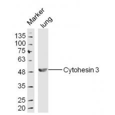 Anti-Cytohesin 3 antibody