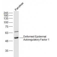 Anti-Deformed Epidermal Autoregulatory Factor 1 antibody