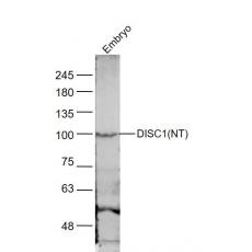 Anti-DISC1 (NT) antibody