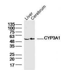 Anti-CYP3A1 antibody