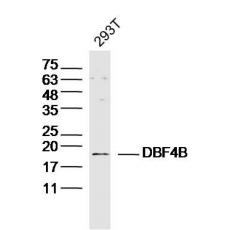 Anti-DBF4B antibody