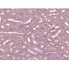 Anti-Dexras1 antibody