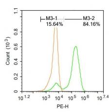 Anti-Cytochrome B antibody