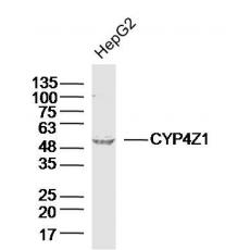 Anti-CYP4Z1 antibody