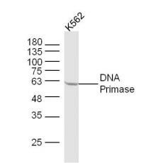 Anti-DNA Primase antibody