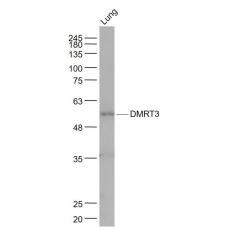 Anti-DMRT3 antibody