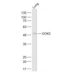 Anti-DOK3 antibody
