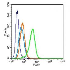 Anti-Dopamine Transporter antibody