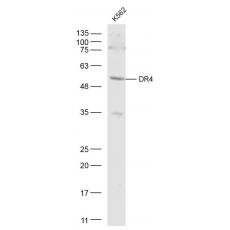 Anti-DR4 antibody