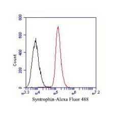 Anti-Syntrophin alpha 1 antibody