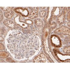 Anti-Syntrophin alpha 1 antibody