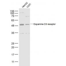 Anti-Dopamine D3 receptor antibody