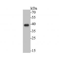 Anti-Arogenate dehydratase antibody