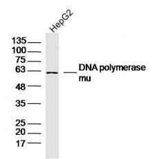 Anti-Dux antibody