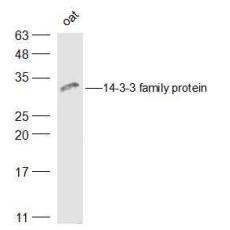 Anti-14-3-3 family protein antibody
