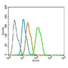 Anti-Phospho-P38 MAPK (Thr180 + Tyr182) antibody