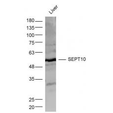 Anti-SEPT10 antibody