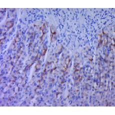 Anti-5HT2A Receptor antibody