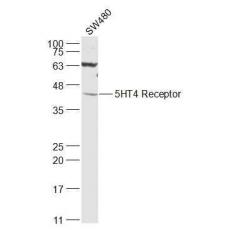 Anti-5HT4 Receptor antibody