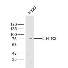 Anti-5-HTR3 antibody