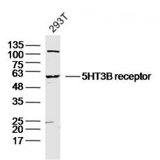 Anti-5HT3B receptor antibody