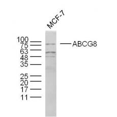 Anti-ABCG8 antibody