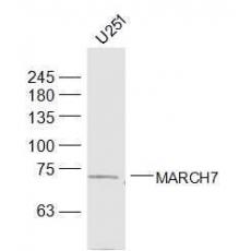 Anti-MARCH7 antibody
