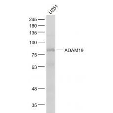 Anti-ADAM19 antibody
