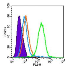 Anti-ADAM12 antibody