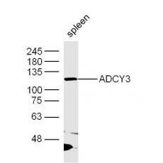 Anti-ADCY3 antibody